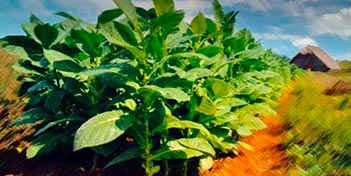 Plant de tabac cubain