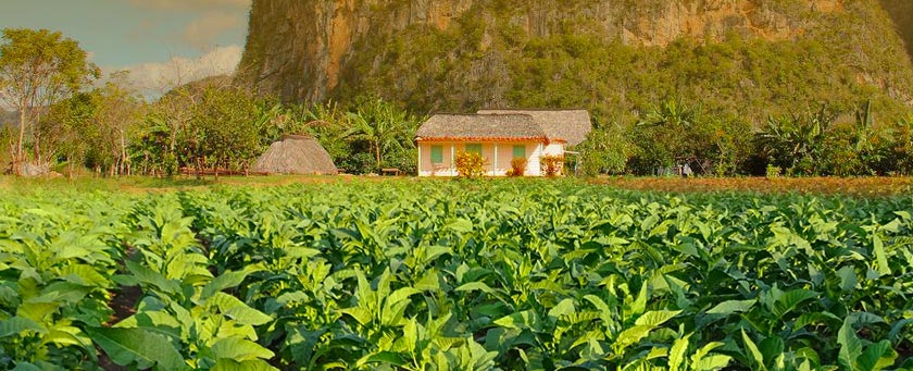 Plantation de tabac, Pinar del Rio, Cuba