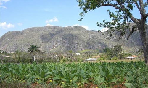 Vinales